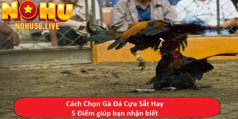 Cách Chọn Gà Đá Cựa Sắt Hay - 5 Điểm giúp bạn nhận biết