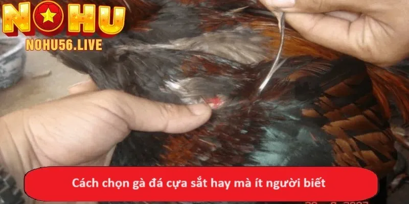 Cách chọn gà đá cựa sắt hay mà ít người biết