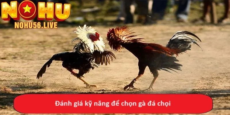 Đánh giá kỹ năng để chọn gà đá chọi