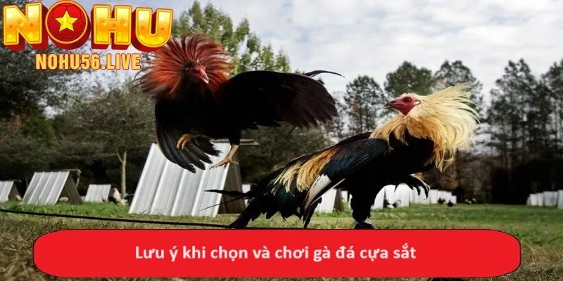 Lưu ý khi chọn và chơi gà đá cựa sắt