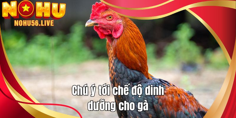 Chú ý tới chế độ dinh dưỡng cho gà