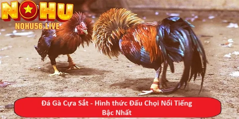 Đá Gà Cựa Sắt - Hình thức Đấu Chọi Nổi Tiếng Bậc Nhất