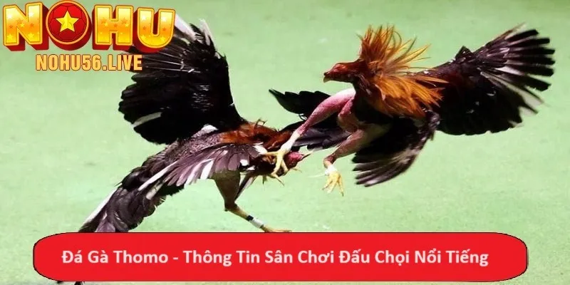 Đá Gà Thomo - Thông Tin Sân Chơi Đấu Chọi Nổi Tiếng