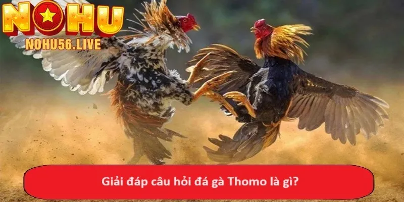 Giải đáp câu hỏi đá gà Thomo là gì?