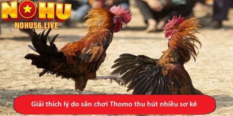 Giải thích lý do sân chơi Thomo thu hút nhiều sơ kê