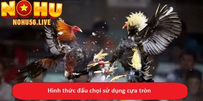 Hình thức đấu chọi sử dụng cựa tròn