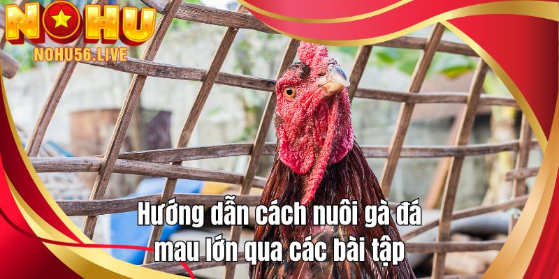 Hướng dẫn cách nuôi gà đá mau lớn qua các bài tập