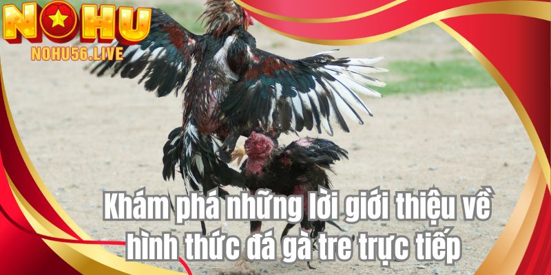 Khám phá những lời giới thiệu về hình thức đá gà tre trực tiếp 