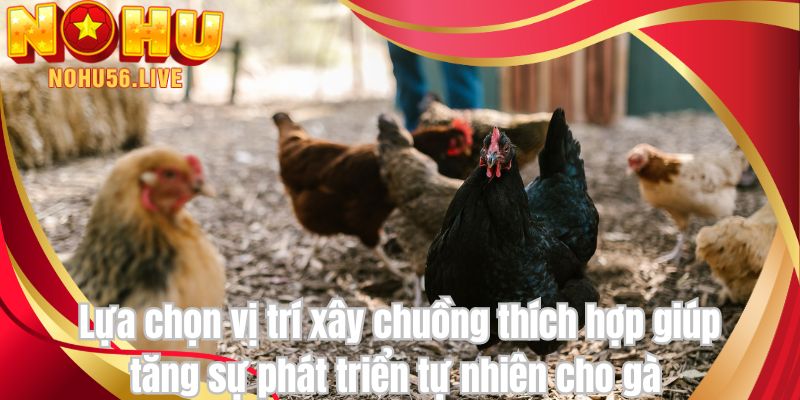 Lựa chọn vị trí xây chuồng thích hợp giúp tăng sự phát triển tự nhiên cho gà 