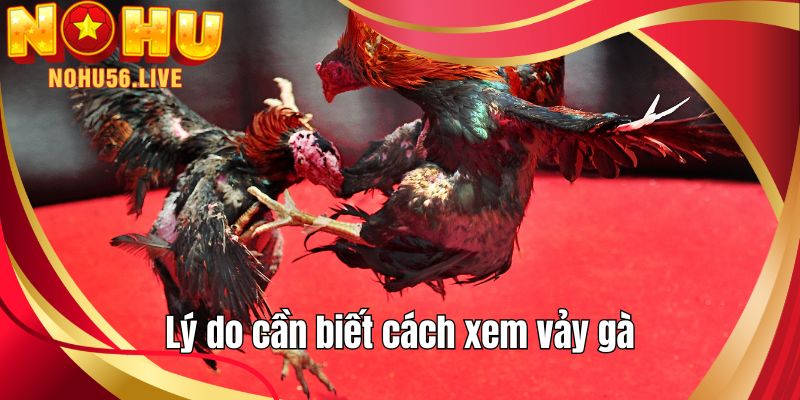 Lý do cần biết cách xem vảy gà