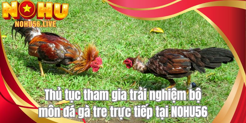 Thủ tục tham gia trải nghiệm bộ môn đá gà tre trực tiếp tại NOHU56