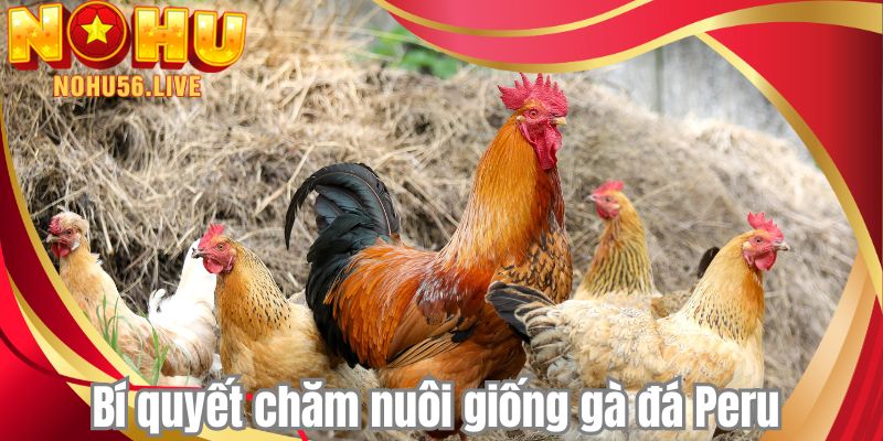 Bí quyết chăm nuôi giống gà đá Peru 