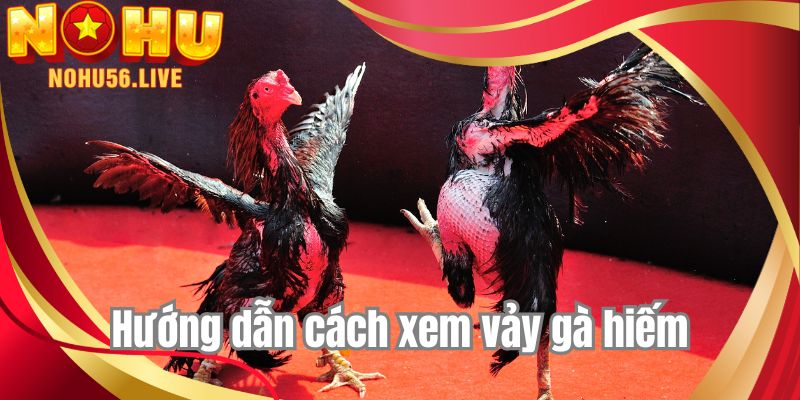 Hướng dẫn cách xem vảy gà hiếm