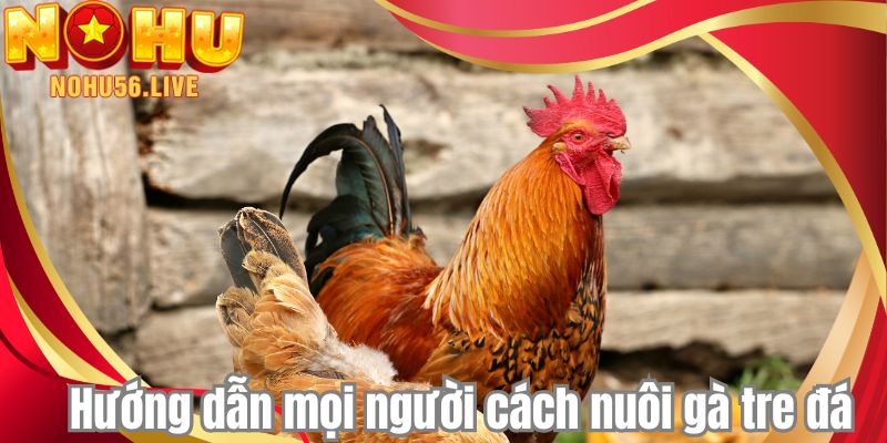 Hướng dẫn mọi người cách nuôi gà tre đá