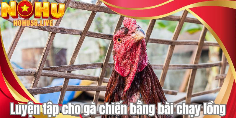 Luyện tập cho gà chiến bằng bài chạy lồng