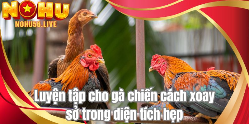 Luyện tập cho gà chiến cách xoay sở trong diện tích hẹp