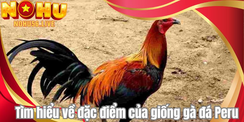 Tìm hiểu về đặc điểm của giống gà đá Peru