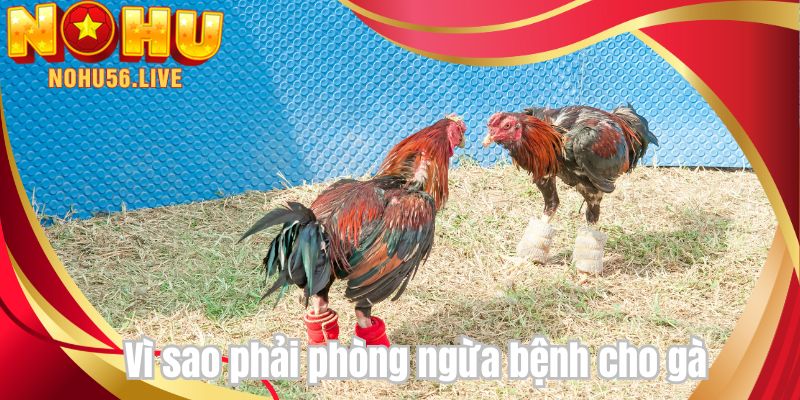 Vì sao phải phòng ngừa bệnh cho gà