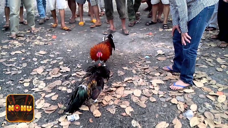 Đá Gà NoHu - Hệ thống phát sóng trực tiếp chất lượng cao