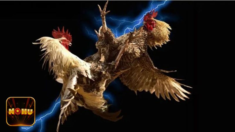 Đá Gà Cựa Sắt - Trải nghiệm xem đấu chân thực