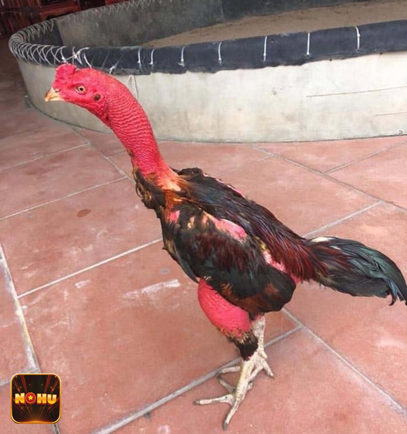 Luật Đá Gà - Đặc trưng của đá gà miền Bắc