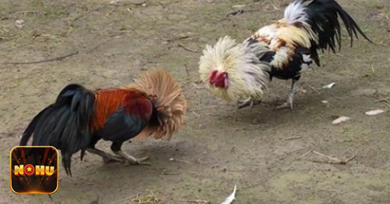 Đá Gà NoHu - Đá gà cựa dao