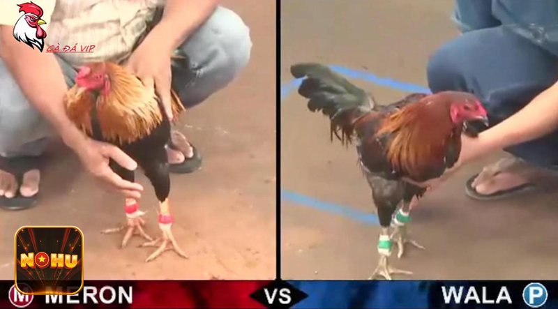 Đá Gà Cựa Sắt - Quan sát phong độ chiến kê