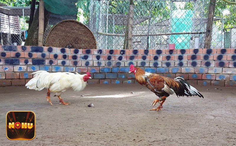 Đá Gà Online - Cược hòa BDD