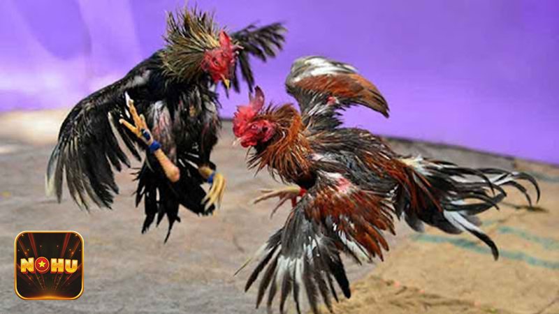 Luật Đá Gà - Xử lý khi trận đấu kéo dài