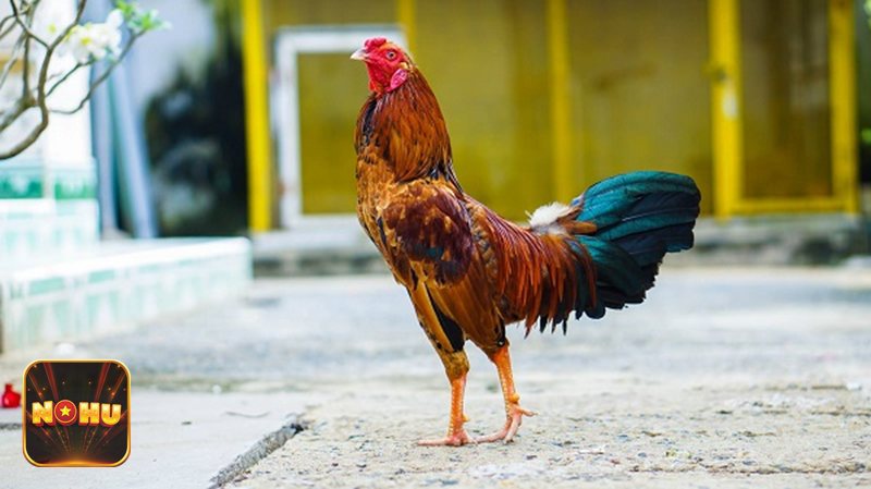 Luật Đá Gà - Kiểm soát trang bị trước trận